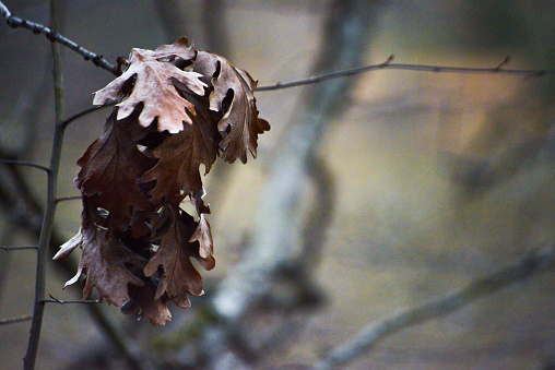 Dry leaves cling to a weathered tree branch, a testament to the changing season and the cycle of nature.