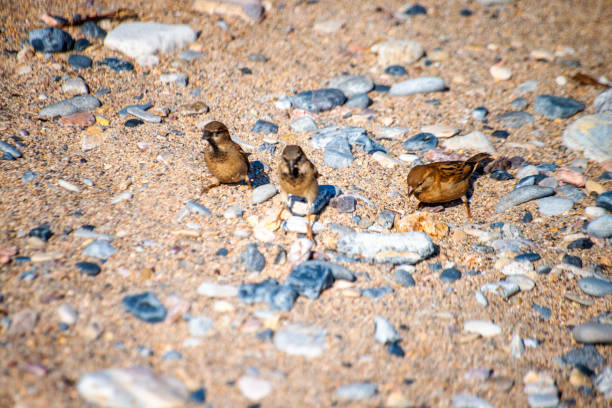 Watch as sparrows frolic and play amidst the coastal sands, adding charm and liveliness to the serene shoreline scene.