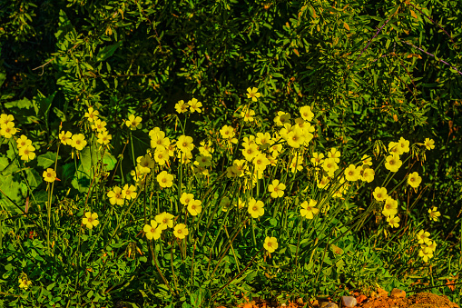 Organically grown Hypericum 'Hidcote' flowering in Summer in Pembrokeshire, Wales, UK.