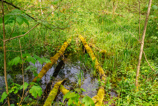 Stream Flowing through Forest