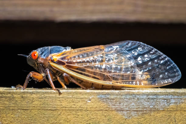 istock Profile view of Riley's 13-year Cicada (Magicicada tredecim). 2151153543