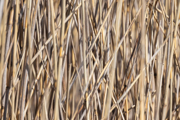 istock Dry coastal reed stems random pattern on a winter day 2151153614