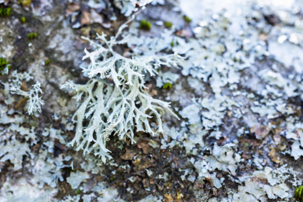 Gray lichen grow on an old tree trunk, macro photo of Parmeliaceae