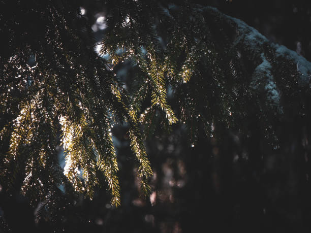 close-up of fir tree during winter