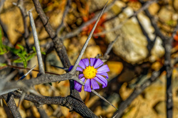 Desert bells (Phacelia campanularia) flowers, Joshua tree national park, California