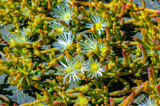 Spreading succulent ice plant (Mesembryanthemum parviflorum) with white and yellow flowers growing in veld after spring rain in  the Little Karoo near Oudtshoorn, Western Cape South Africa
