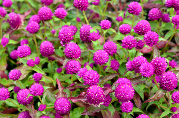 istock Pinball purple flowers 2151154319
