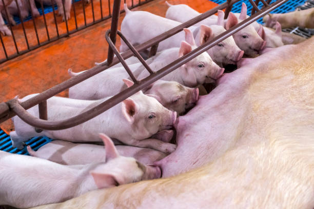 Agronegocio pig maternity hospital, many piglets breastfeeding