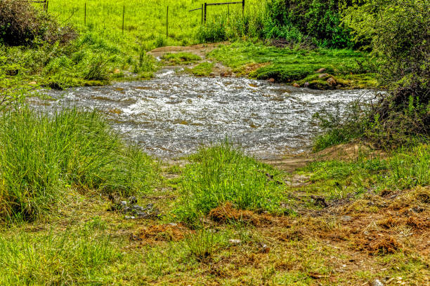 A picturesque brook flowing through a meadow, with stepping stones leading across it. Surrounded by lush vegetation, including trees and plants, creating a peaceful and natural scene under a clear sky.