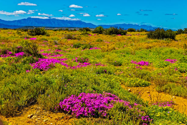 istock Wildflowers in the Karoo veld after rain 2151155240