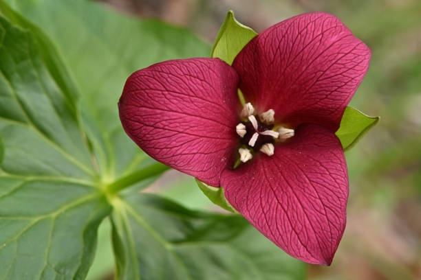 Red trillium (Trillium erectum). Three petals, three sepals, three leaves. Also known as purple trillium, wake robin, and stinking Benjamin. The smell attracts carrion flies, but I don't notice it. One of my favorite early spring wildflowers, with many around my house in Connecticut's Northwest Hills. A challenge to photograph because it's only about a foot tall and usually nods toward the ground. So, it's hard to get under it to show the flower. Find one that looks up and you're in business! Nikon Z50, 105mm macro lens, f/18, 1/250th, ISO 900.