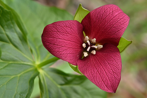 Red trillium (Trillium erectum). Three petals, three sepals, three leaves. Also known as purple trillium, wake robin, and stinking Benjamin. The smell attracts carrion flies, but I don't notice it. One of my favorite early spring wildflowers, with many around my house in Connecticut's Northwest Hills. A challenge to photograph because it's only about a foot tall and usually nods toward the ground. So, it's hard to get under it to show the flower. Find one that looks up and you're in business! Nikon Z50, 105mm macro lens, f/18, 1/250th, ISO 900.