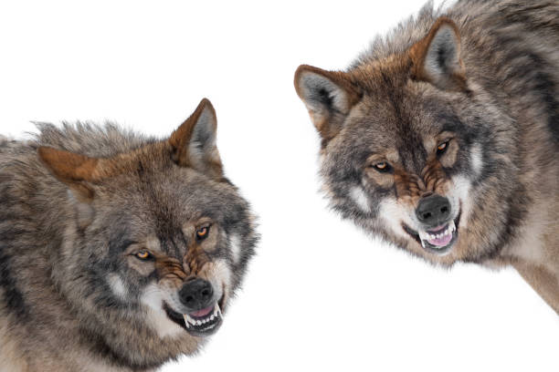 istock two gray wolf with a grin is isolated on a white background. 2151157519