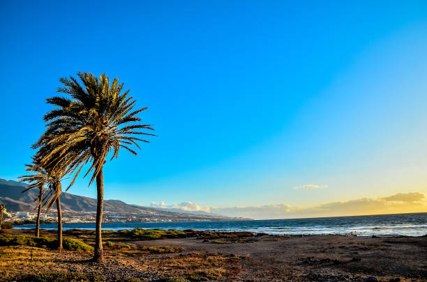 A palm tree is standing in front of a blue sky with no clouds. The sky is clear and bright, and the palm tree is the only object in the scene