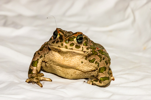 Big Ugly Frog Common European Toad Bufo