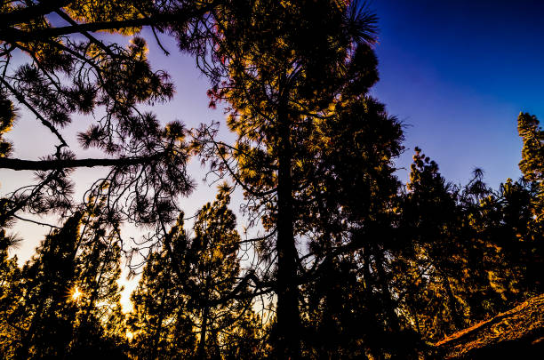 Beautiful Morning Scene in the Forest