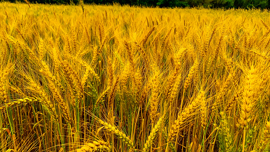 View of golden wheat in agricultural field in summer day, grain growing in wheat field, barley crop agricultural meadow, large harvest of wheat ears.