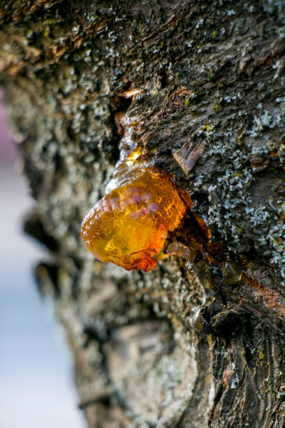 istock Gummosis in Fruit Trees. Gum and gum of fruit trees. 2151161042