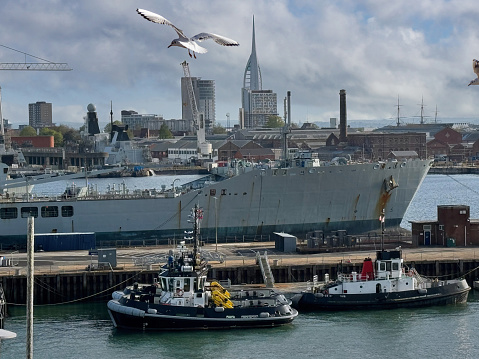 Portsmouth  Royal naval dockyard seagull