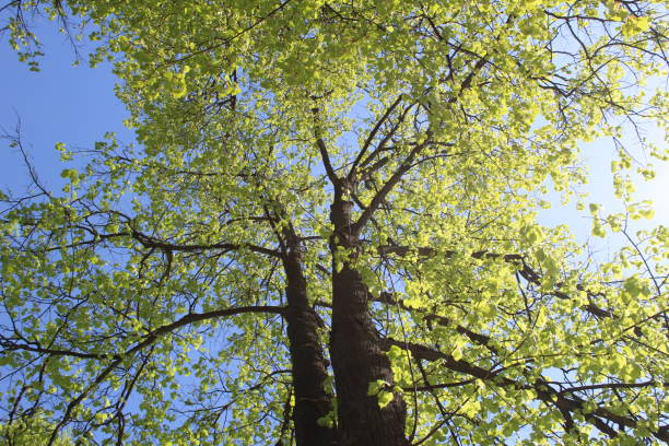 photo of a beautiful spring tree. The background is blue sky. the leaves are fresh and green. the trunk is brown.