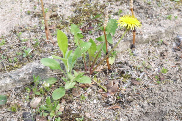 istock Dandelion flowers growing on the wild 2151163562