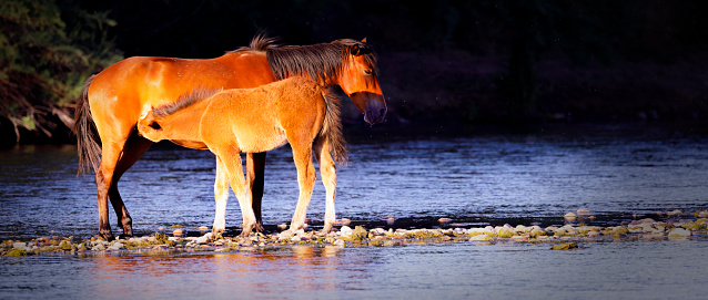 A mare nursing her foal on the Salt River in the Superstition Mountains near Phoenix Arizona at sunset.