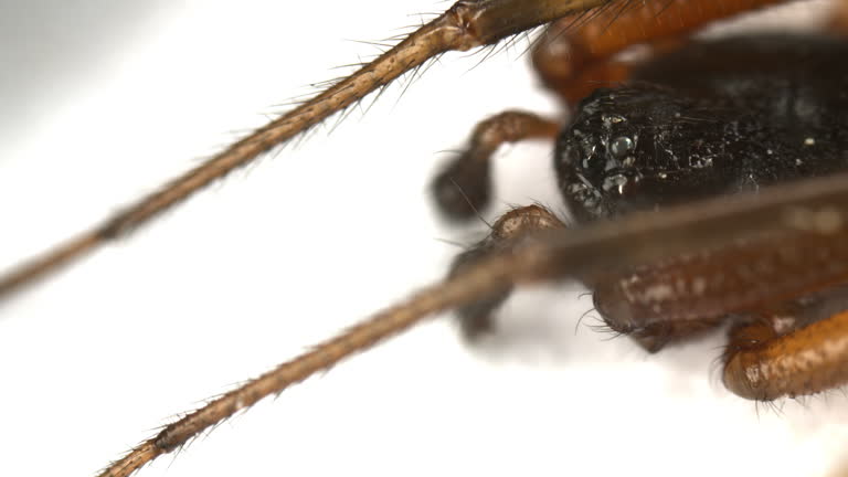 A close up of a spider with a long black body.