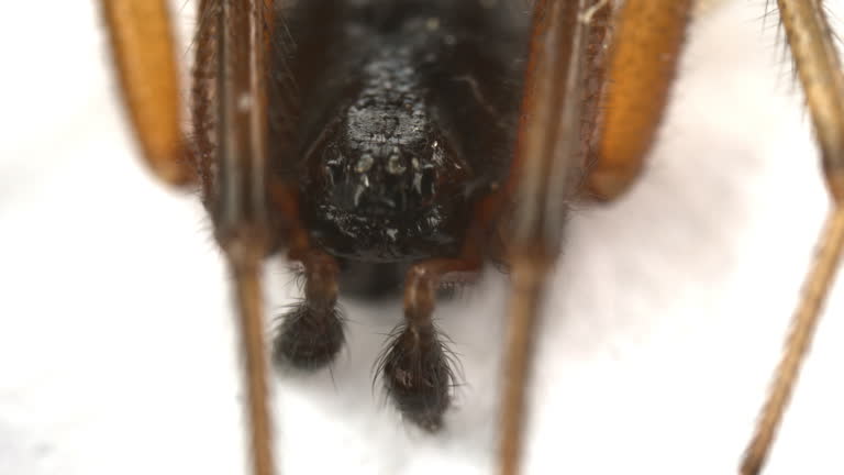Spooky Spider Close-Up