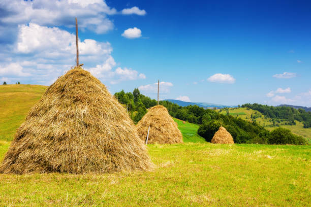 Wheat stubble and straw bales after harvest near Spittal an der Drau town in Carinthia state of Austria.