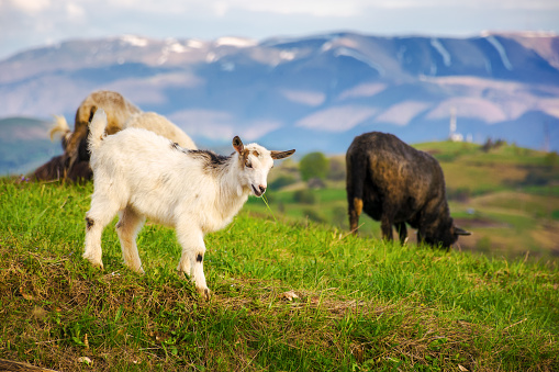 baby goat on the grassy hillside. countryside scenery of ukraine in carpathian mountans. sunny evening in spring. snow capped ridge blurred in the background