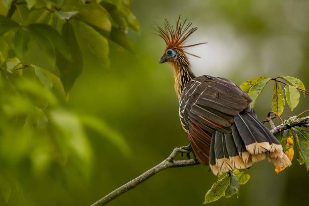 istock Hoatzin (Opisthocomus hoazin) with crest raised in the Amazon rainforest at Lake. 2151169581
