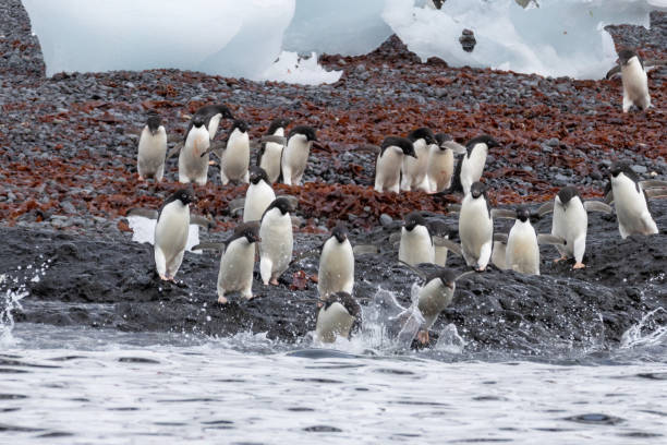 istock Penguins of Brown Bluff, Antarctic Peninsula, Part 1 2151170651