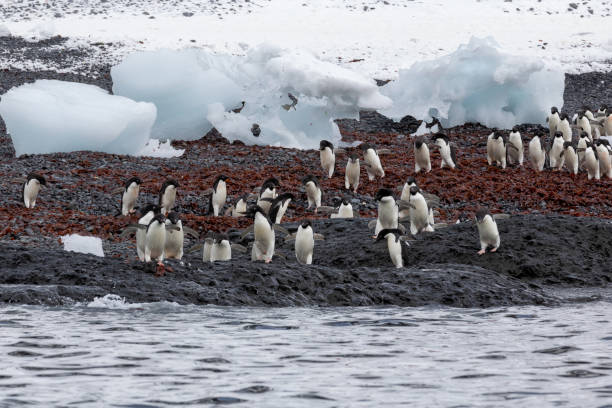 istock Penguins of Brown Bluff, Antarctic Peninsula, Part 1 2151170661
