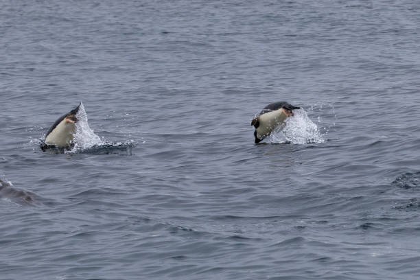 istock Penguins of Brown Bluff, Antarctic Peninsula, Part 1 2151170719