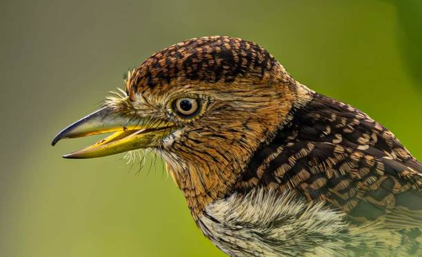 istock White-whiskered Puffbird - Malacoptila panamensis resident breeding bird. 2151170742