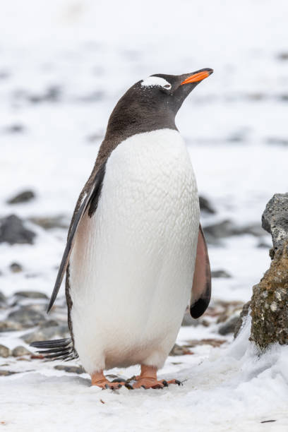 istock Penguins of Brown Bluff, Antarctic Peninsula, Part 1 2151171031