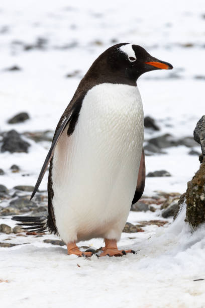 istock Penguins of Brown Bluff, Antarctic Peninsula, Part 1 2151171063