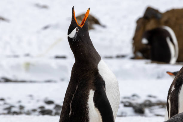 istock Penguins of Brown Bluff, Antarctic Peninsula, Part 1 2151171072
