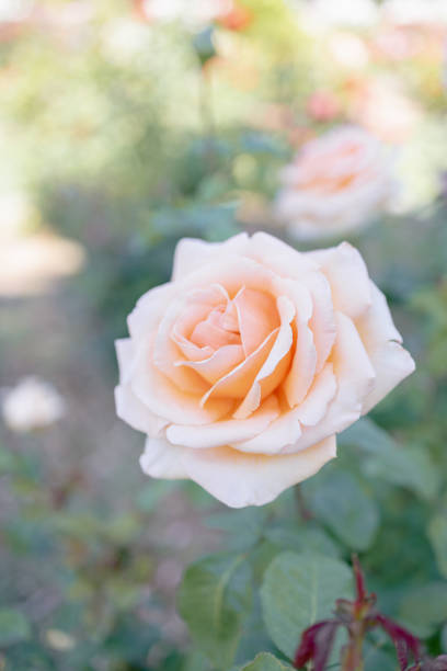 A perfect flower head in a rose garden with soft lighting and copy space.