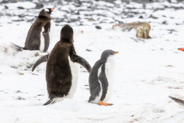 istock Penguins of Brown Bluff, Antarctic Peninsula, Part 1 2151171091