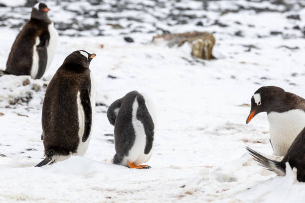 istock Penguins of Brown Bluff, Antarctic Peninsula, Part 1 2151171093