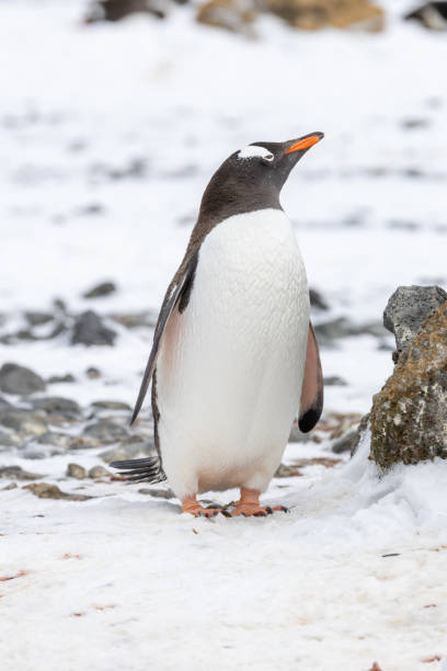istock Penguins of Brown Bluff, Antarctic Peninsula, Part 1 2151171103