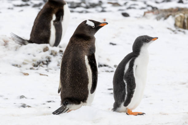 istock Penguins of Brown Bluff, Antarctic Peninsula, Part 1 2151171105