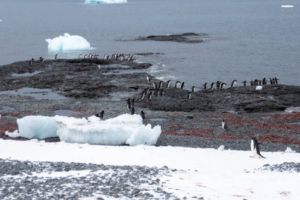 istock Penguins of Brown Bluff, Antarctic Peninsula, Part 1 2151171106
