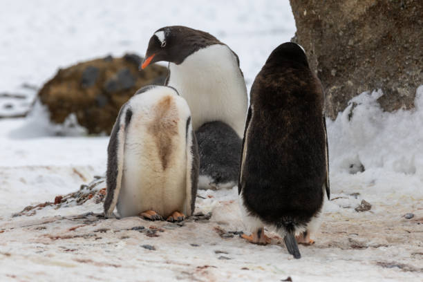 istock Penguins of Brown Bluff, Antarctic Peninsula, Part 1 2151171111