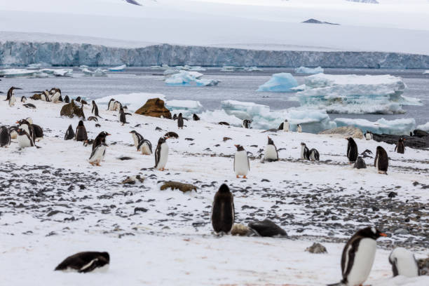 istock Penguins of Brown Bluff, Antarctic Peninsula, Part 1 2151171144