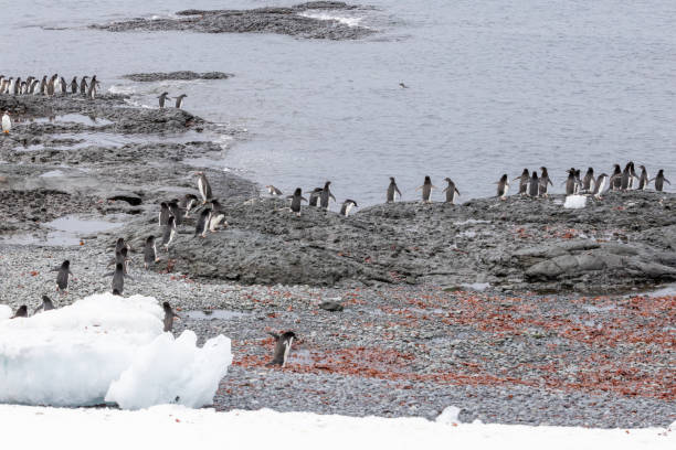 istock Penguins of Brown Bluff, Antarctic Peninsula, Part 1 2151171155