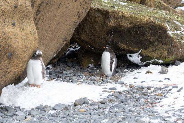 istock Penguins of Brown Bluff, Antarctic Peninsula, Part 1 2151171180