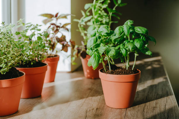 istock Kitchen herbs in a flower pots on a wooden table near window 2151172087