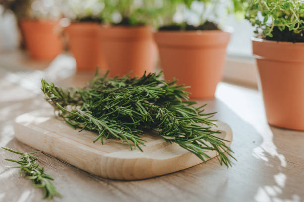 Kitchen herbs and rosemary on a wooden board used in culinary on a windowsill Kitchen herbs cultivated in a flower pots and rosemary on a wooden board used in culinary on a windowsill. Selective focus. rosemary seedlings stock pictures, royalty-free photos & images
